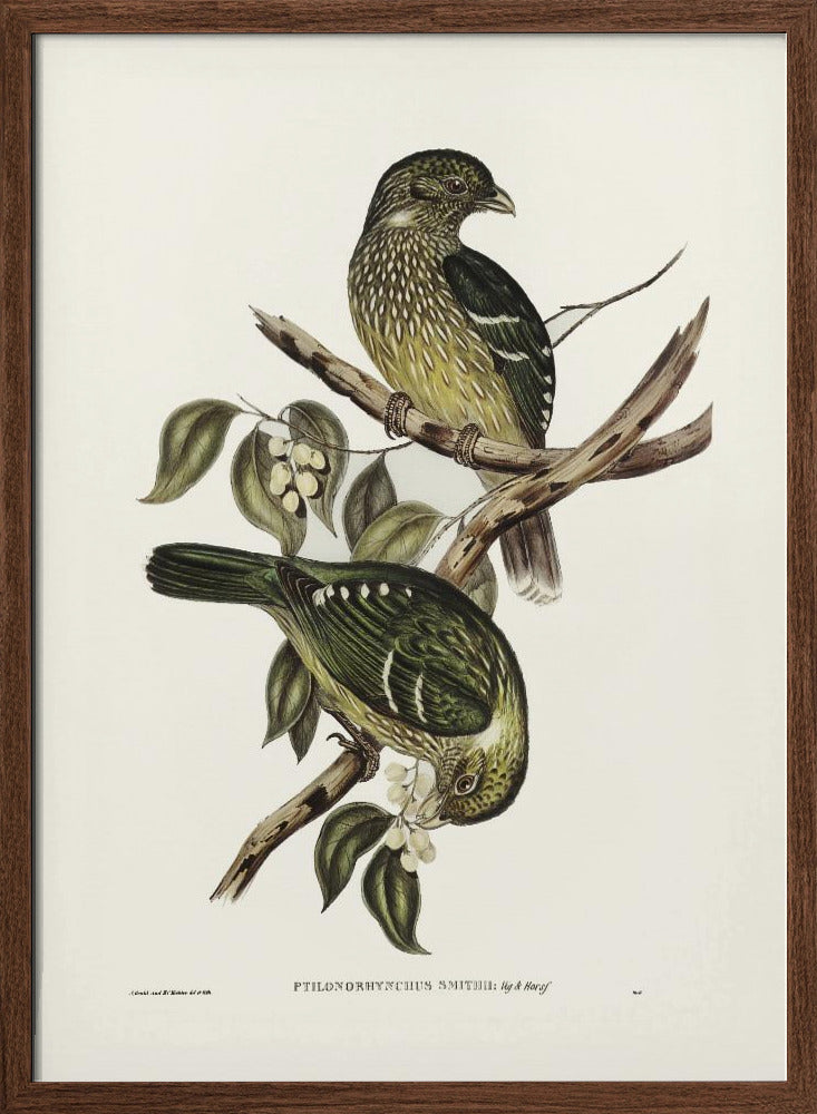 Cat Bird Poster
